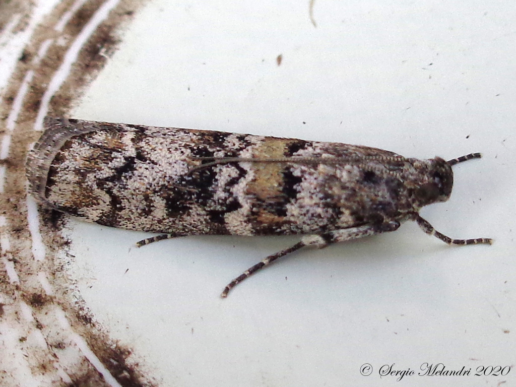 ID falena 1: Dioryctria abietella - Pyralidae